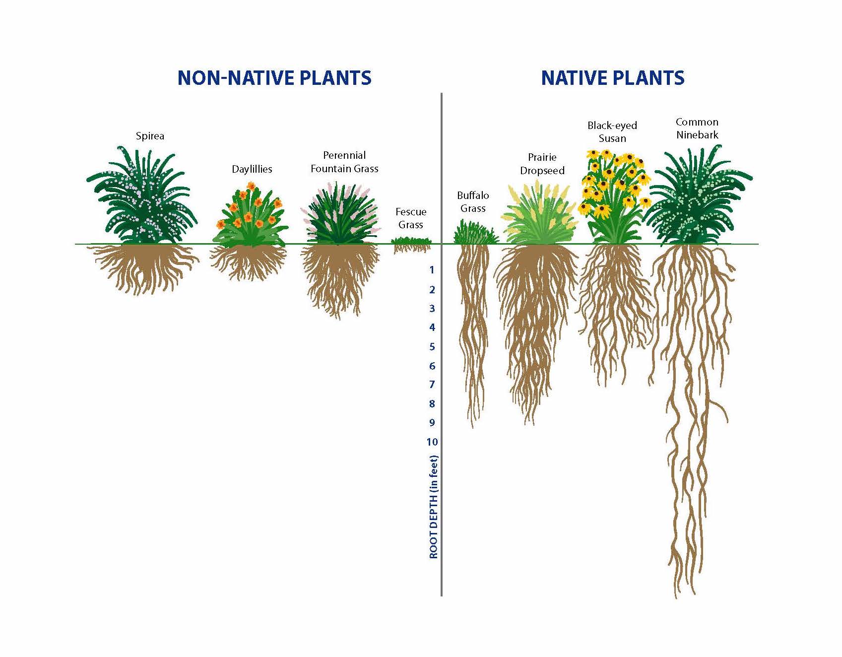 Native Plants & Water | Indiana Clear Choices Clean Water