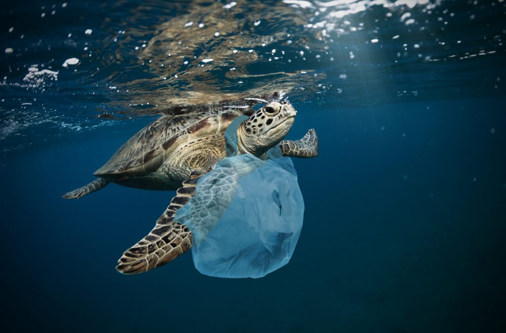 You Don't Need to Spend Money on Trash Bags - Because Turtles Eat Plastic  Bags